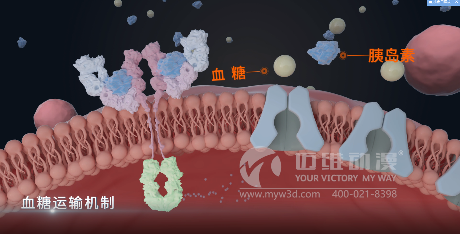 熱烈祝賀邁維動(dòng)漫與杭州糖吉醫療科技有限公司圓滿(mǎn)完成胃轉流支架系統三維動(dòng)畫(huà)項目合作！(圖4)
