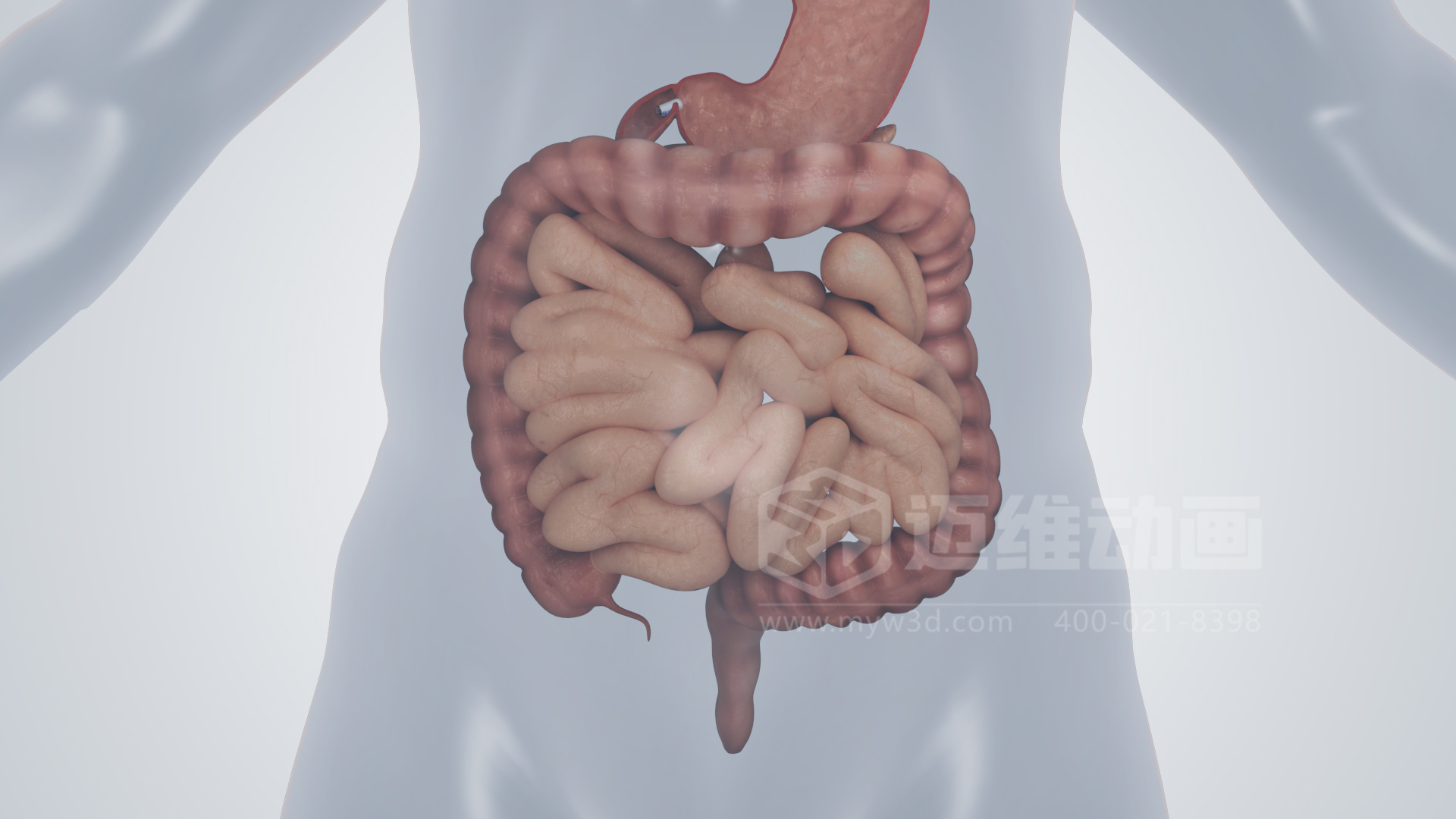 磁控膠囊機器人三維動(dòng)畫(huà)(圖5) 磁控膠囊機器人三維動(dòng)畫(huà)(圖5)